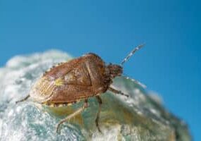 Best Bed Bug Control in Denton, TX: When the Bed Bites Back, We Bite Harder