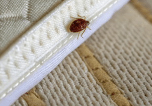 unnamed - 2026-04-08T233137.783