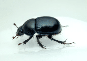 How Bed Bugs Enter Your Home Without You Realizing It (And How to Stop Them)