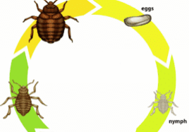 Best Bed Bug Control in Prosper, TX: Sleep Tight Again Without the Bite